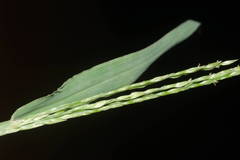 Digitaria henryi