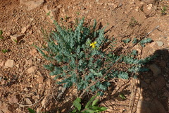 Hypericum tomentosum