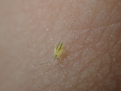 Pterygota
