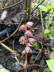 Corallorhiza striata