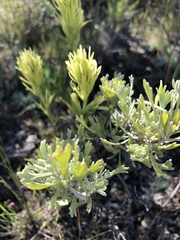 Castilleja lutescens
