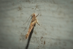 Pyroderces terminella