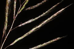 Dichanthium annulatum annulatum