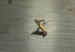 Caloptilia azaleella