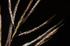 Dichanthium annulatum annulatum