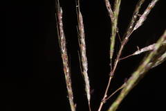 Dichanthium annulatum annulatum
