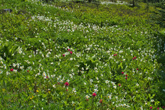 Erythronium montanum