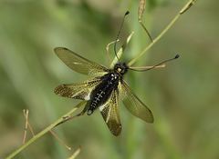 Libelloides hispanicus
