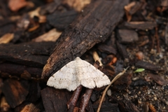 Digrammia ocellinata