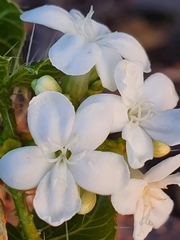 Cnidoscolus tehuacanensis