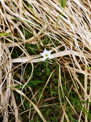 Gentiana fremontii