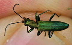 Chrysanthia viridissima