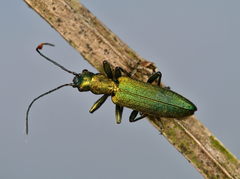 Chrysanthia viridissima