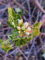 Cnidoscolus tehuacanensis