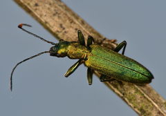 Chrysanthia viridissima