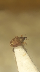 Lignyodes