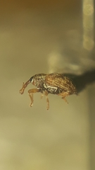 Lignyodes