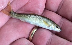 Campostoma oligolepis