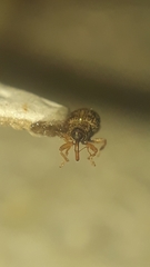 Lignyodes