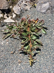 Rumex crassus
