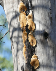 Antrodia multiformis