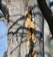 Antrodia multiformis