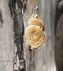 Antrodia multiformis