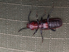 Cucujus haematodes
