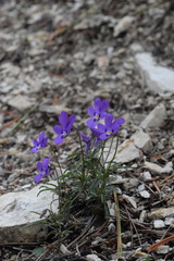 Viola dubyana