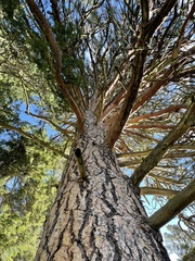 Pinus ponderosa