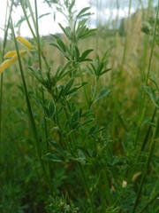 Medicago