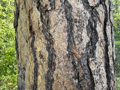 Pinus ponderosa