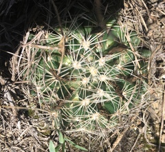 Escobaria missouriensis