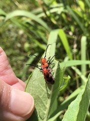 Tetraopes melanurus