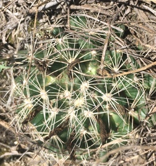 Escobaria missouriensis