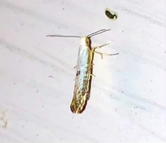 Argyresthia subreticulata