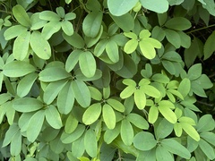 Akebia