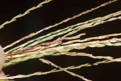 Digitaria nuda