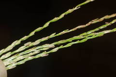 Digitaria nuda