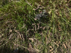 Tetrao urogallus