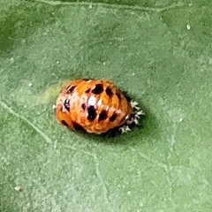 Harmonia axyridis