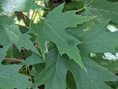 Eriophyes aceris
