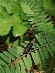 Epicauta curvicornis