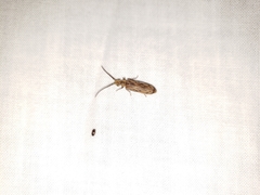 Tenomerga cinerea