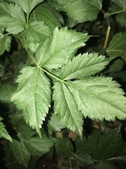 Astilbe japonica