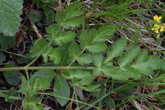 Laserpitium nitidum