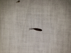 Tenomerga cinerea