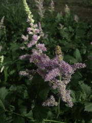 Astilbe japonica