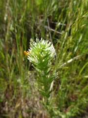 Castilleja attenuata