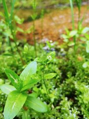 Stellaria calycantha